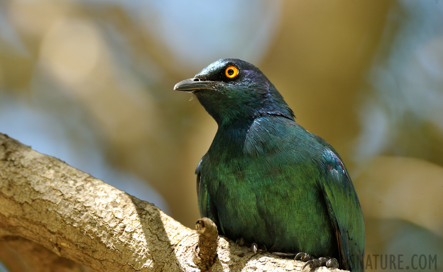 Lamprotornis nitens [550 mm, 1/160 Sek. bei f / 8.0, ISO 1000]